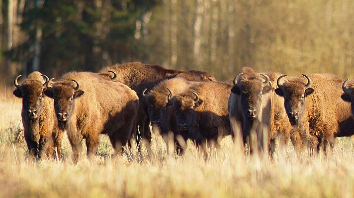 La madre de todos los bisontes