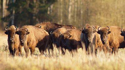 Somos documentales - La madre de todos los bisontes - ver ahora