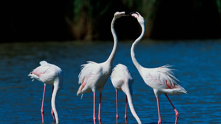 Grandes documentales - Historias naturales: Amar para vivir