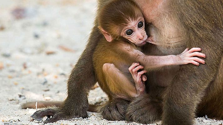 Grandes documentales - Historias naturales: Cuidando la vida