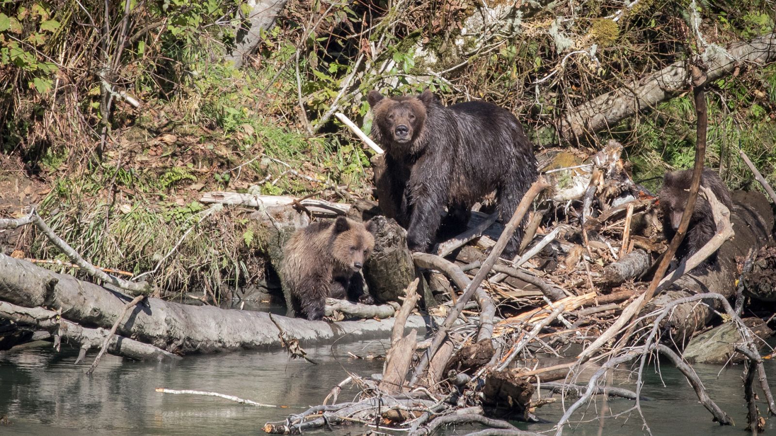 Somos documentales - Columbia británica, una tierra salvaje a preservar - ver ahora