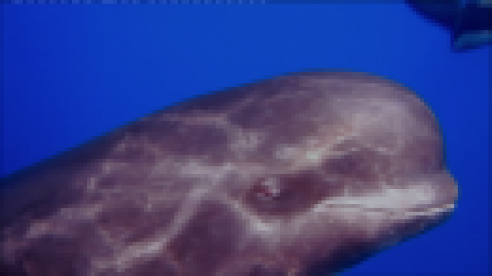 Telecanarias - Telecanarias 2 - 11/02/2021