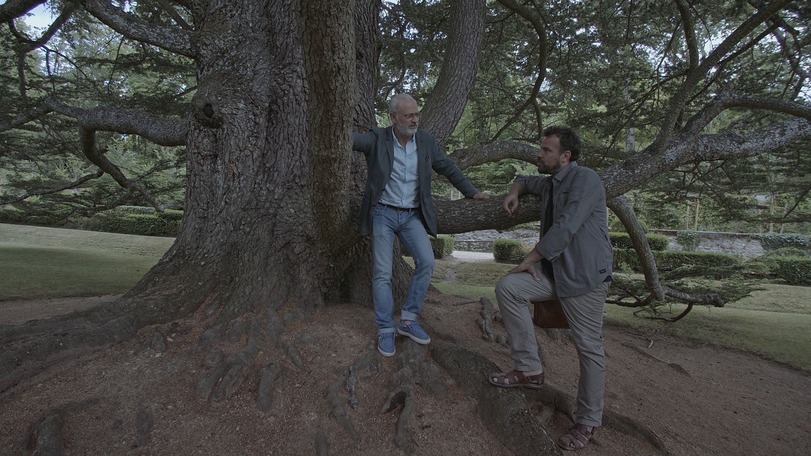 El cedro del Líbano, al árbol preferido de muchos visitantes de la Granja de san Ildefonso