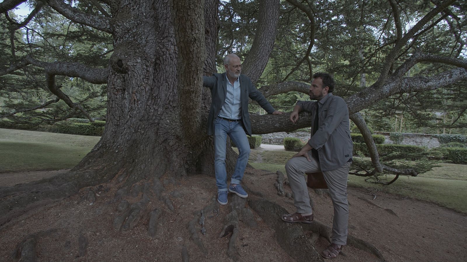 Jardines con historia - El cedro del Líbano, al árbol preferido de muchos visitantes de la Granja de san Ildefonso