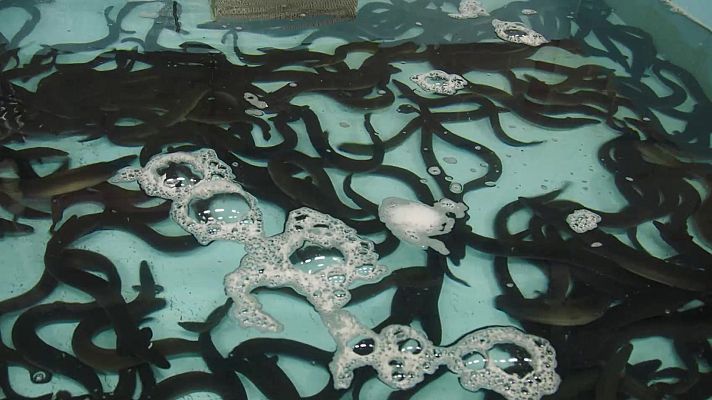 Expedición culinaria. Alimentos del mar - Agua dulce