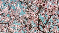 España Directo - ¡Florecen los almendros! 