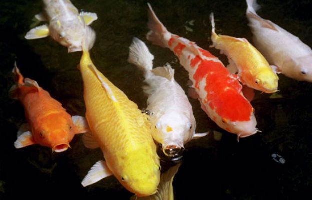  - Peces contra el estrés