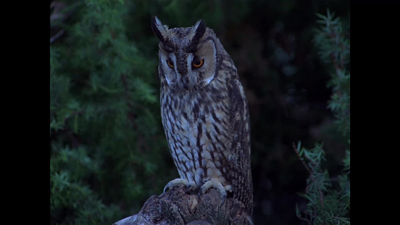 El hombre y la Tierra (Fauna ib�rica) - Rapaces nocturnas ib�ricas - ver ahora