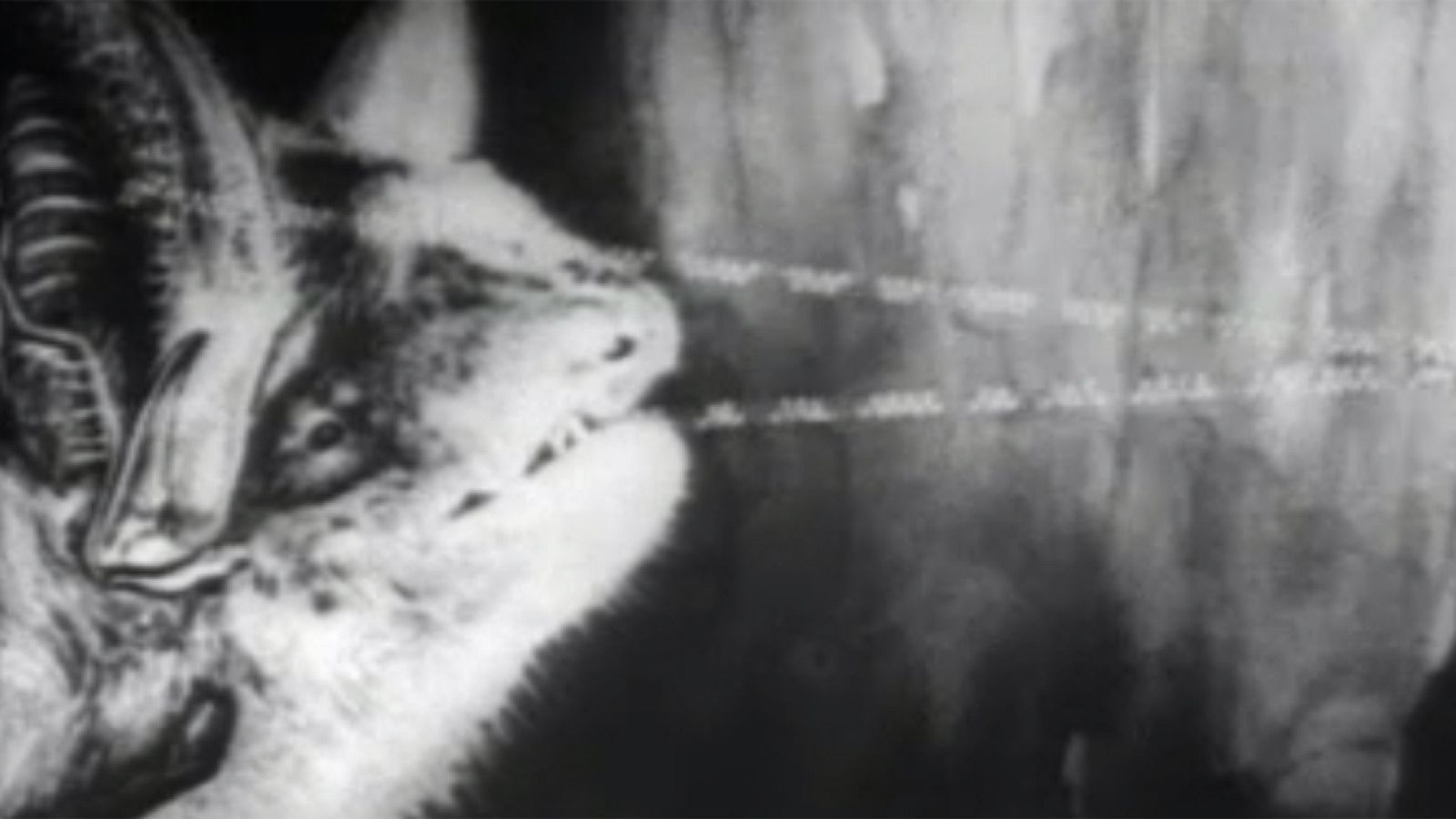 Fauna - El murciélago | Ver