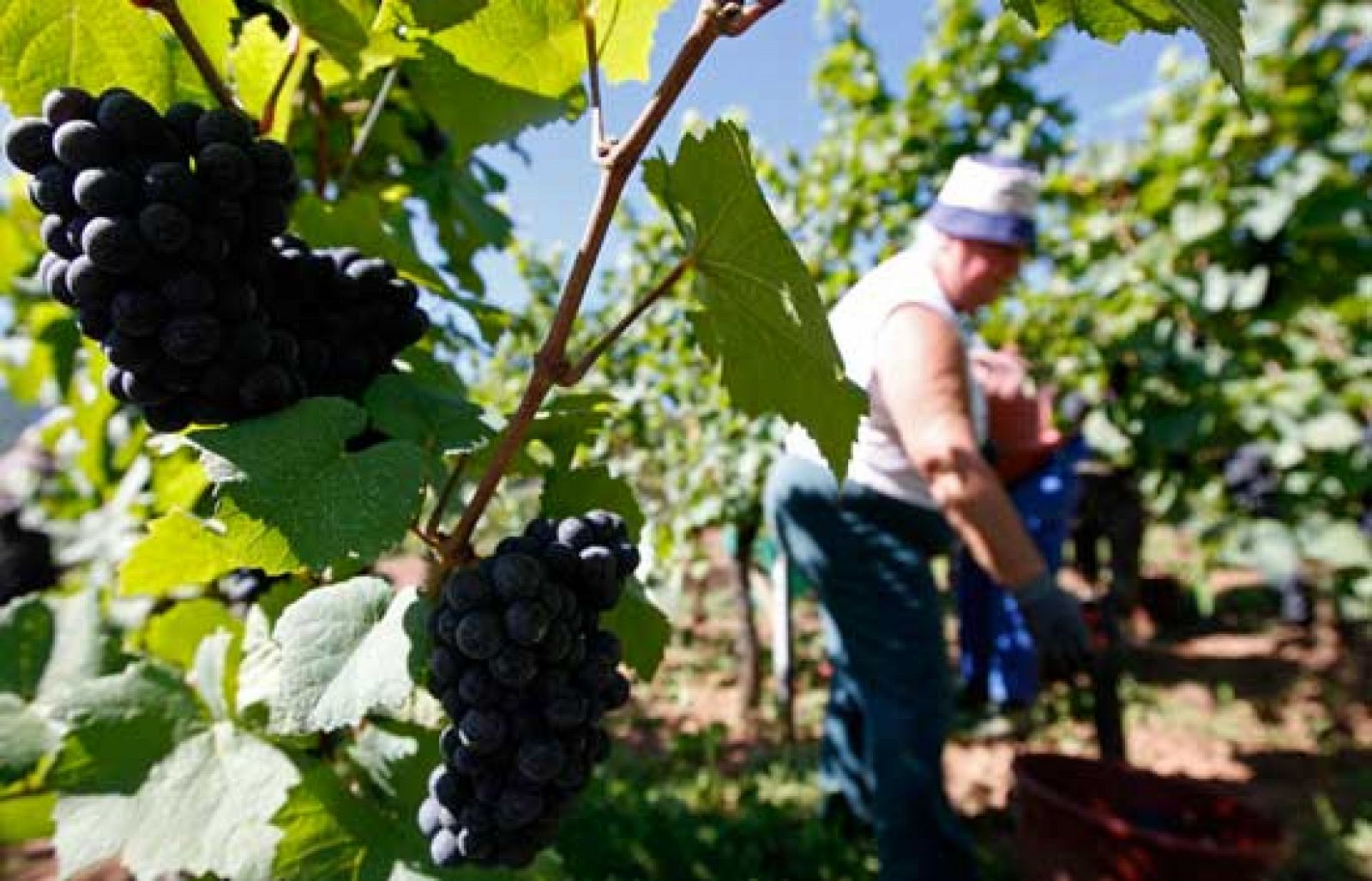 Los agricultores llegan a un acuerdo para la vendimia