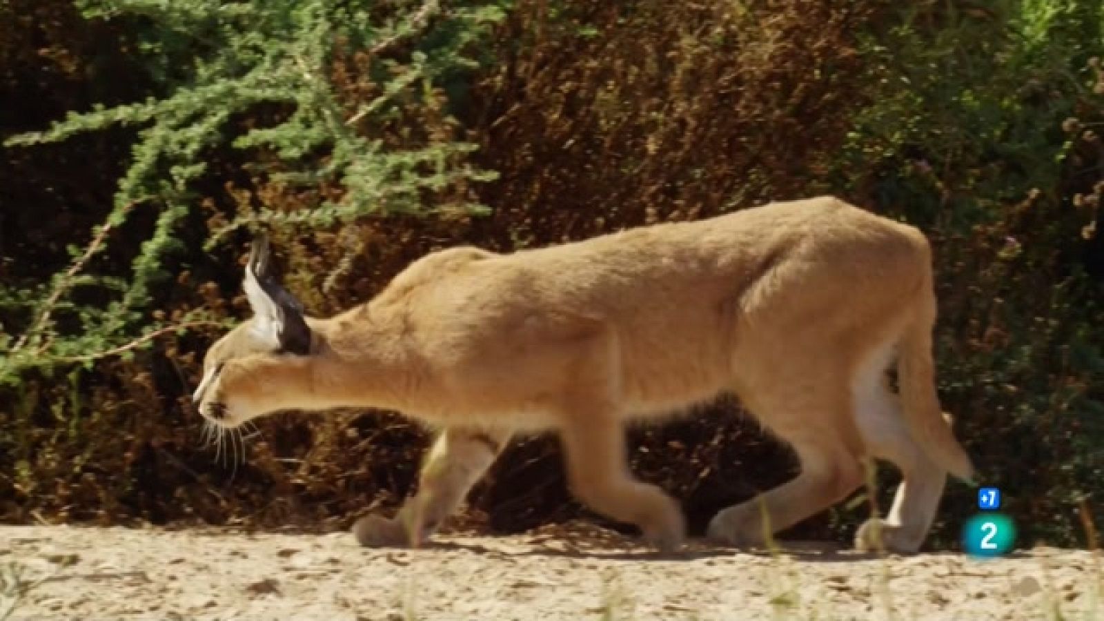 Grans Documentals - Guanyadors del món natural: El poder de l'urpa de vellut