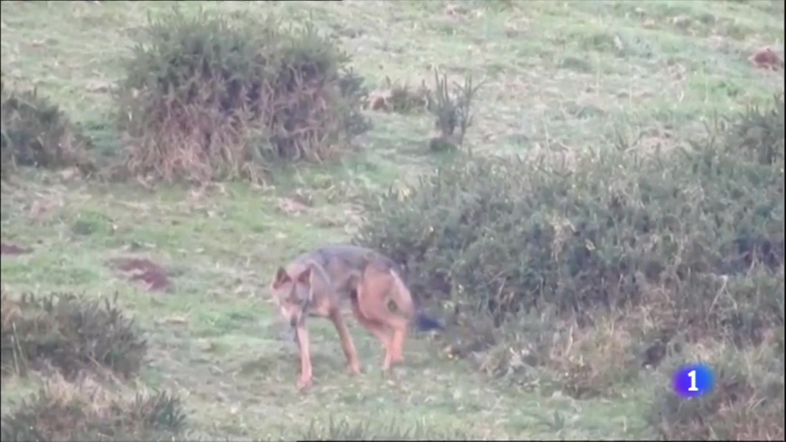 El lobo ha matado 4.000 reses en los dos últimos años