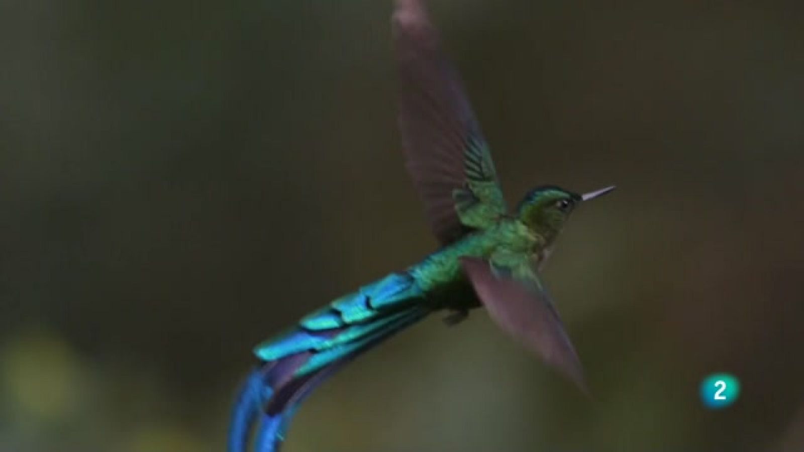 Grans Documentals - Guanyadors del món natural: Plomatges estrafolaris