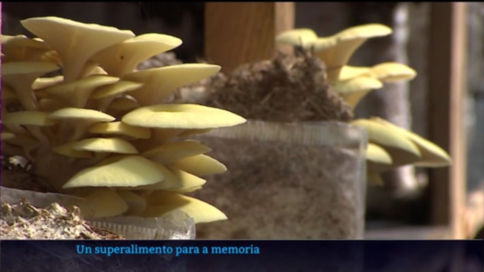 Un 'superalimento' para a memoria a base de castañas e cogomelos