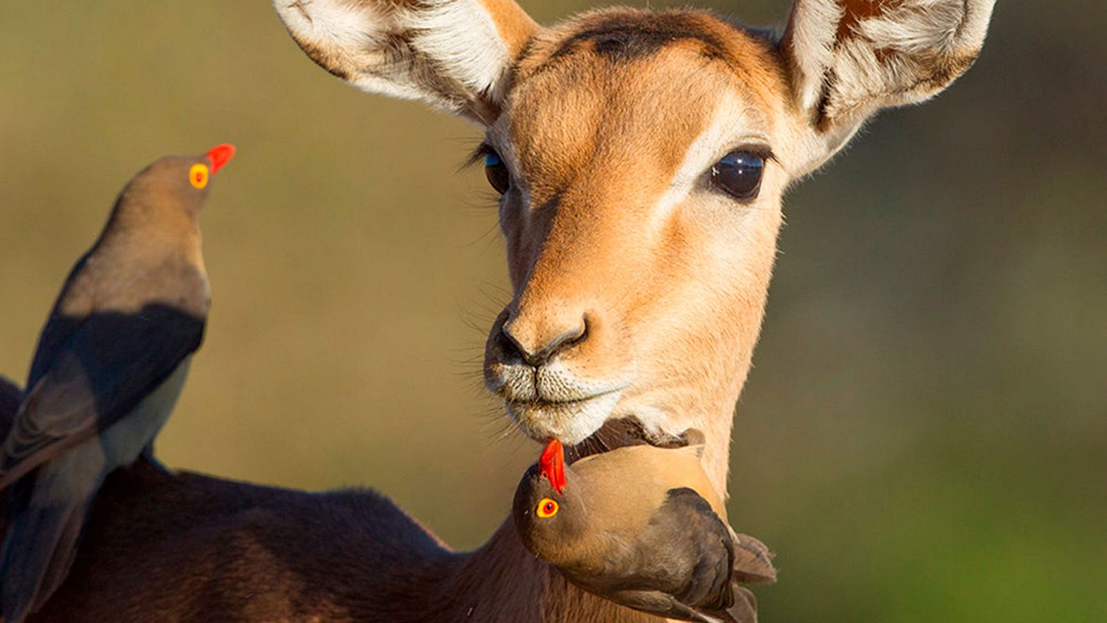 Historias naturales - Amigos de por vida - ver ahora