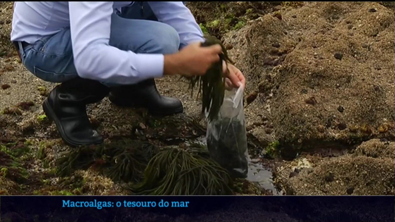 Investigadores de Galicia e Portugal buscan aplicacións para as algas