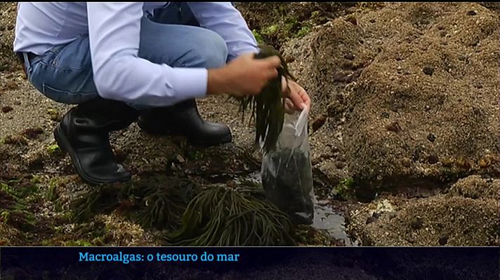 Investigadores de Galicia e Portugal buscan novos aproveitamentos para as algas