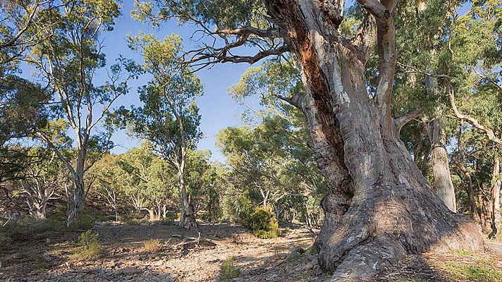Documenta2 - Australia: guía para el viajero del tiempo. Los años salvaje