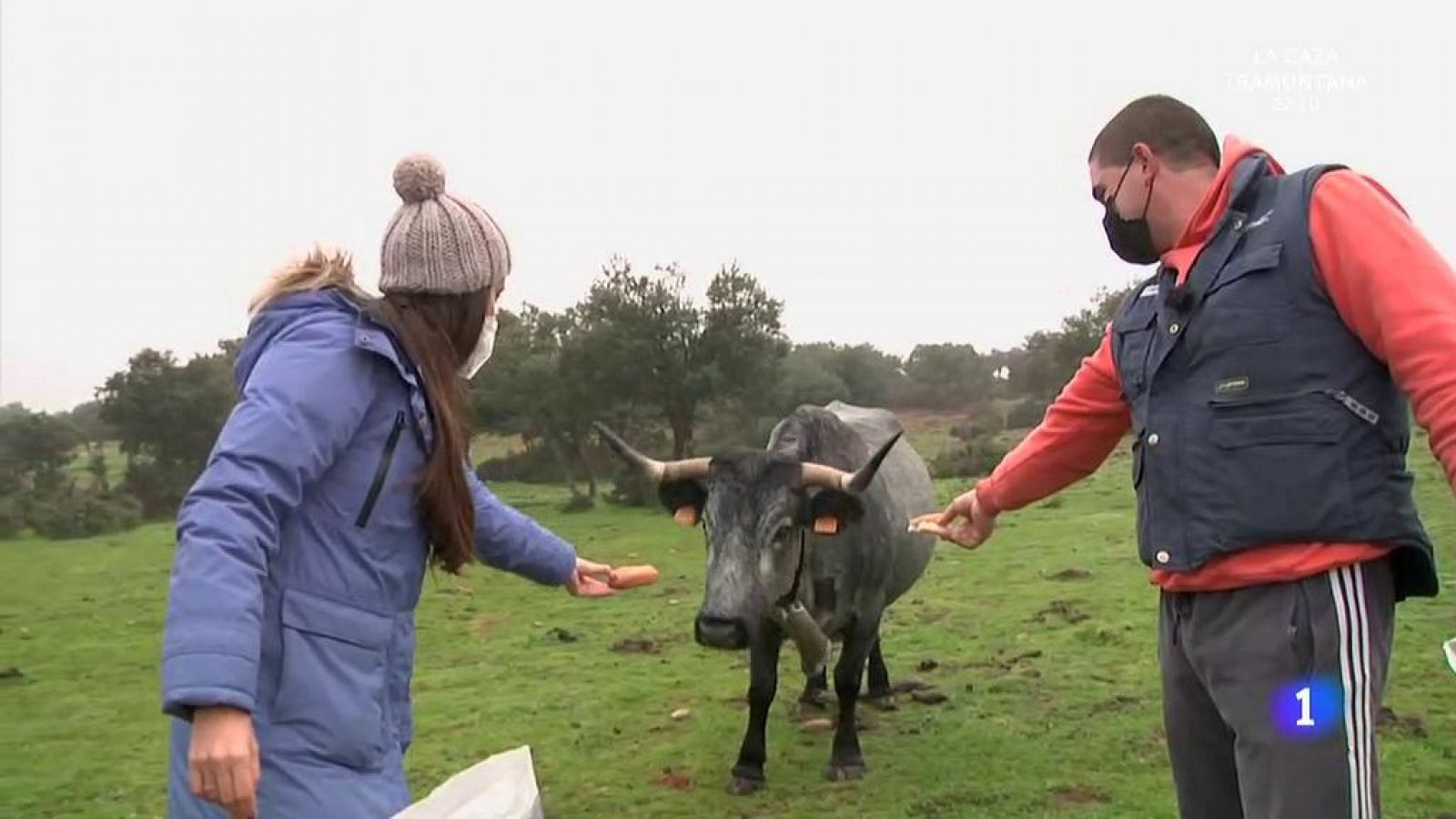 ¿Por qué comen pan las vacas de Segovia?