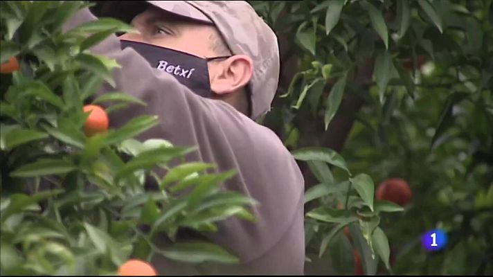 L'informatiu - Comunitat Valenciana - El sector agrario pide entrar en la segunda fase