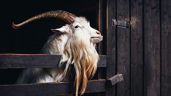 Una cabra en peligro de extinción: la Blanca de Rasquera