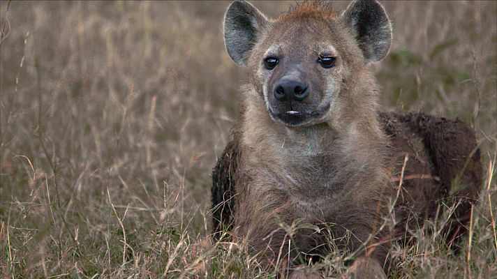 ¡Qué animal! - Hablemos de sexo...de hienas