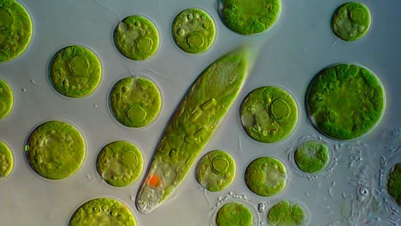 ¡Qué animal! - ¿Plantas bajo el agua? 