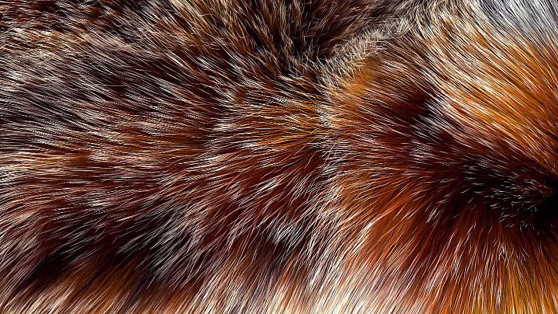 �Qu� animal! - �Cu�nto peso crees que puede sostener un solo pelo de la cabeza? 