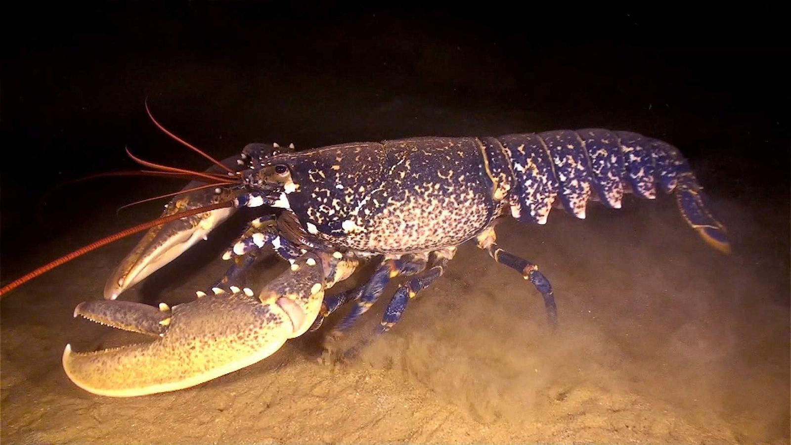 ¡Qué animal! - Pieles de quita y pon