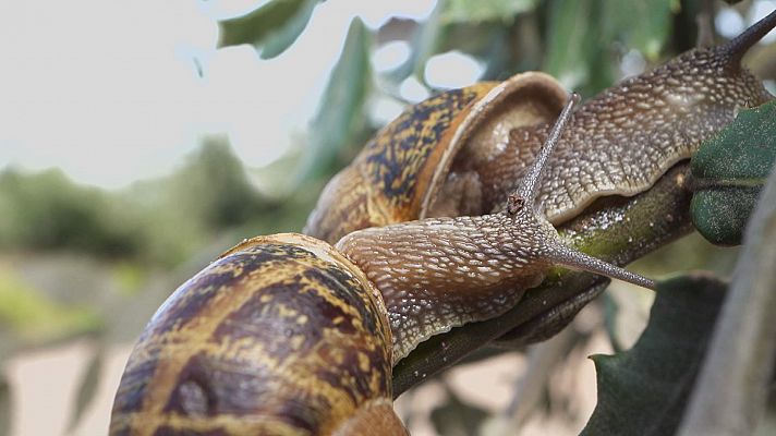 ¡Qué animal! - ¿Qué es el hermafroditismo sincrónico?