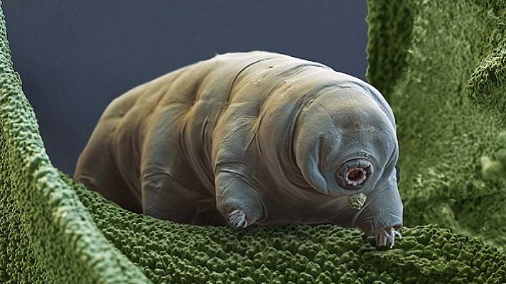 ¡Qué animal! - ¿Cuál es el animal más indestructible de la Tierra?