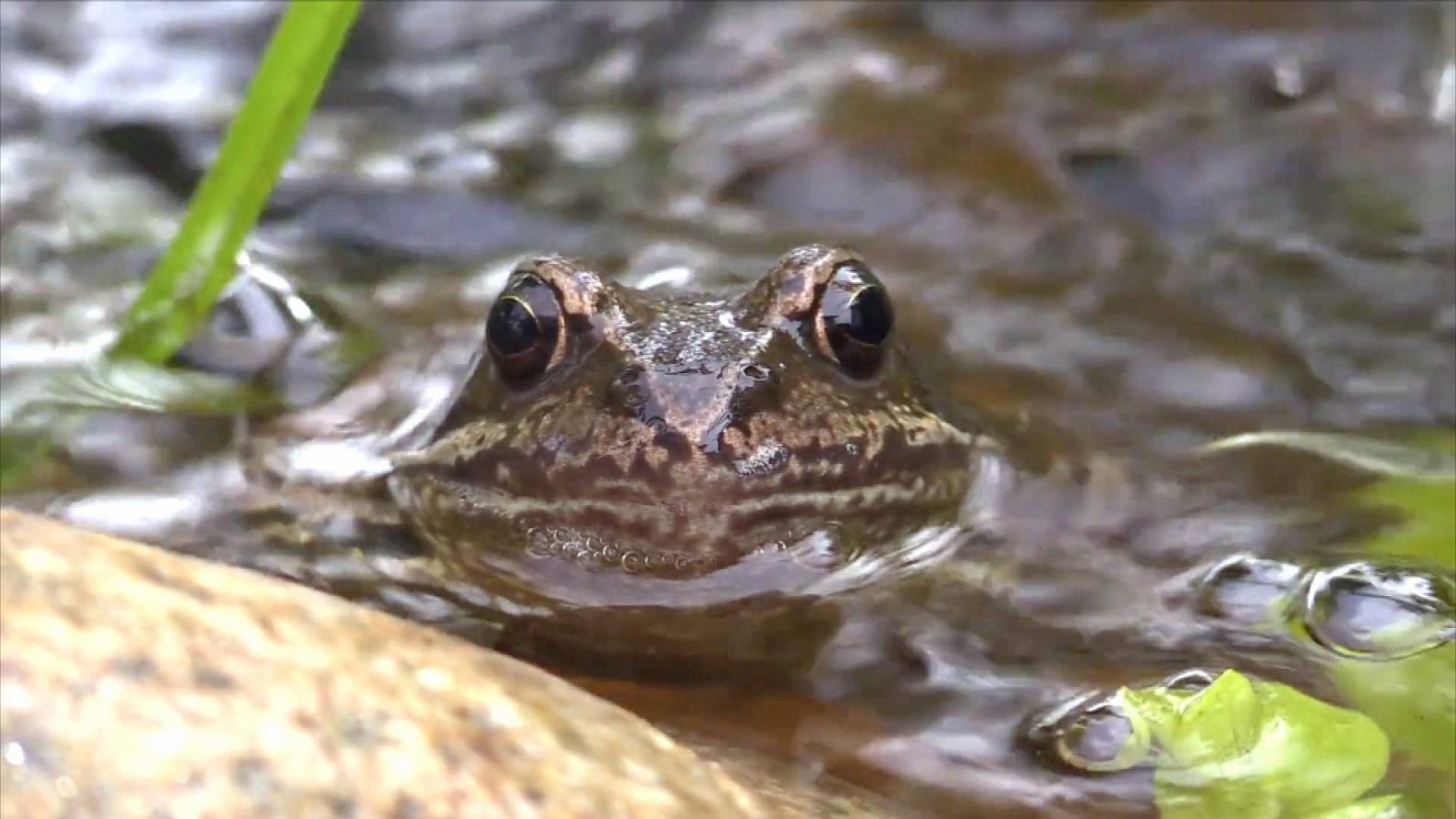 ¡Qué animal! - Anfibios y humanos, los más pelones