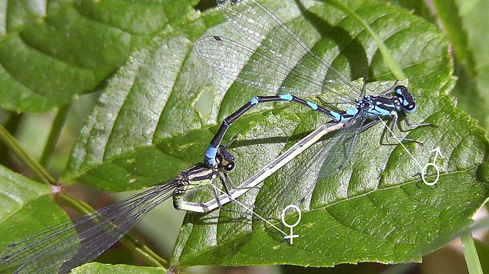 ¡Qué animal! - La libélula hembra elige el mejor esperma