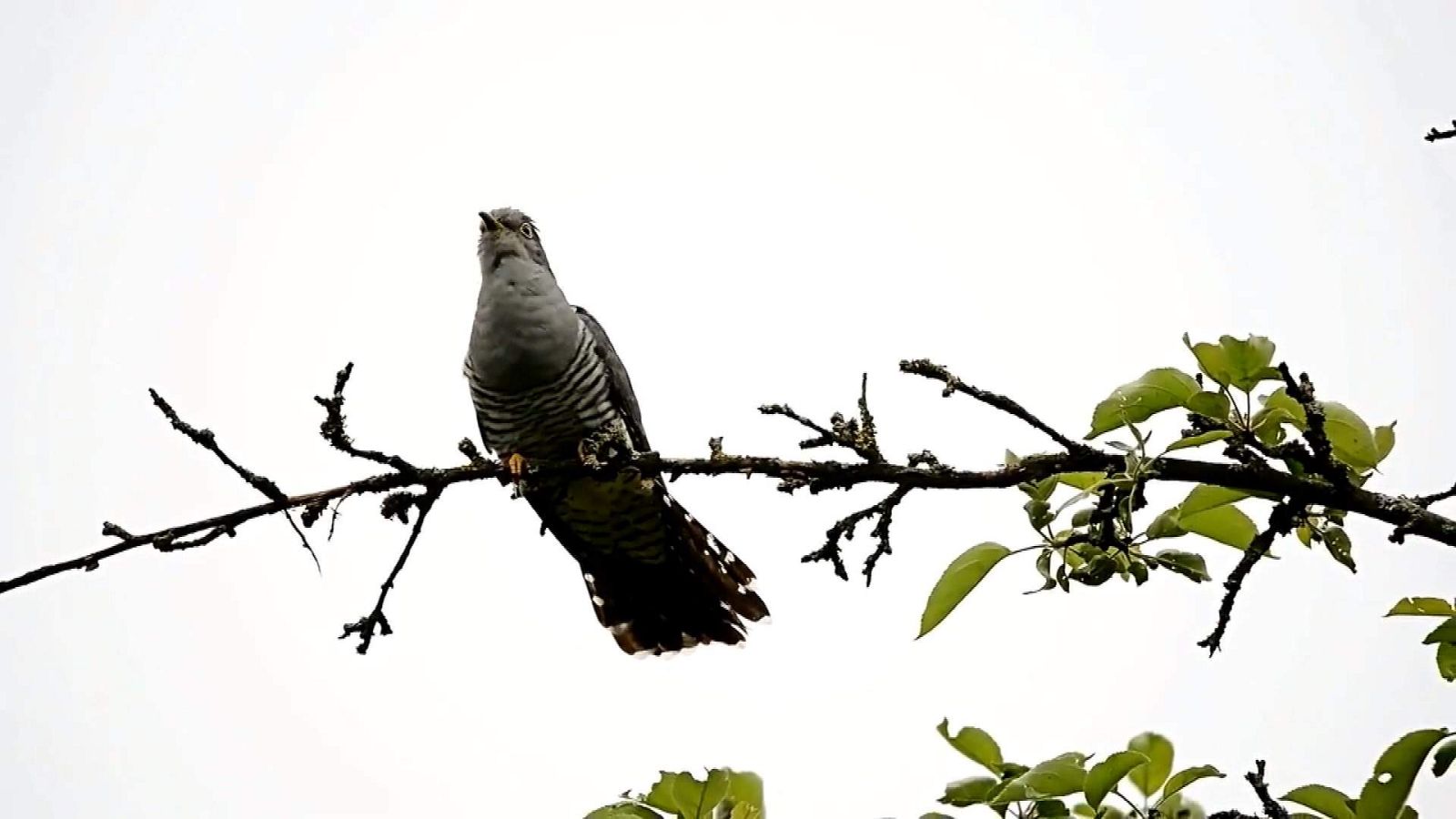 ¡Qué animal! - La estrategia del cuco