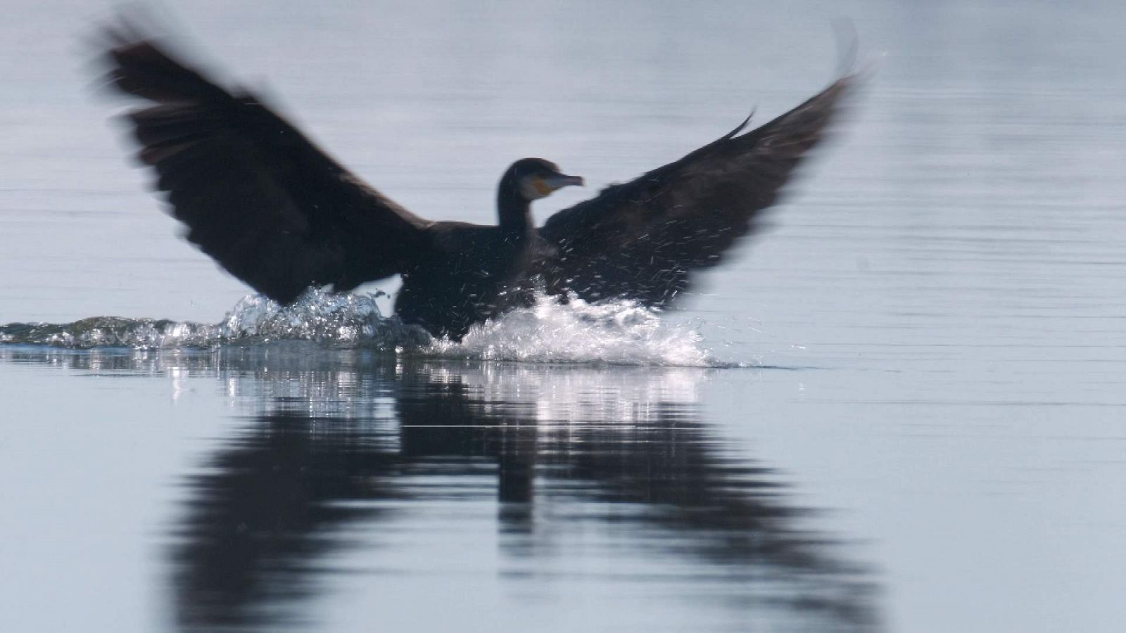 ¡Qué animal - ¿Sabías que el cormorán se mueve como pez en el agua?