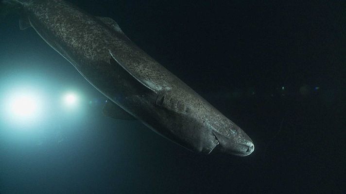 ¡Qué animal! - Vivir en las aguas del océano Glacial Ártico y no congelarse