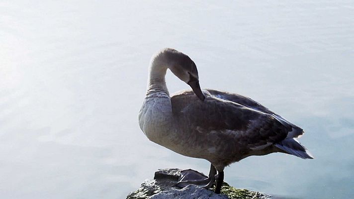 Las buenas fundas nórdicas están rellenos de plumas