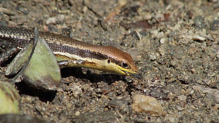 Lagarto verdinegro: Cuando la temperatura del cuerpo marca 18º o 43º