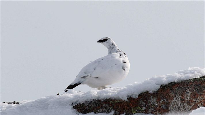 ¡Qué animal! - Una perdiz que luce los colores de la temporada