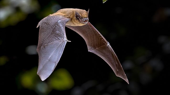 ¿Cuántas articulaciones tienen las alas de un murciélago?
