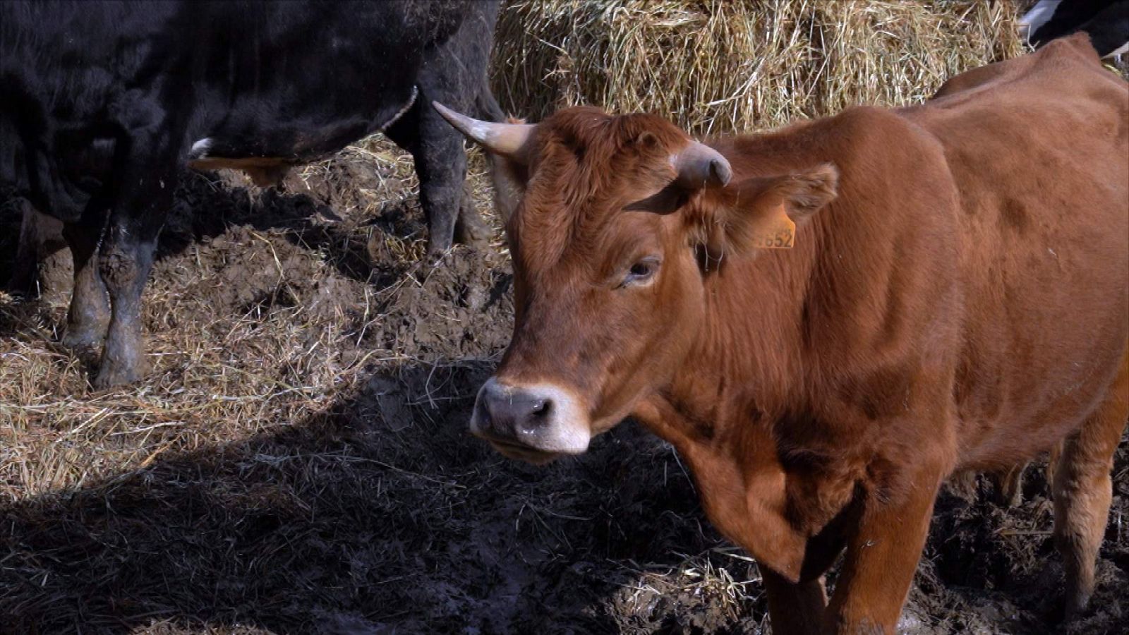 ¡Qué animal! - Flatulencias de vaca directas a la atmósfera