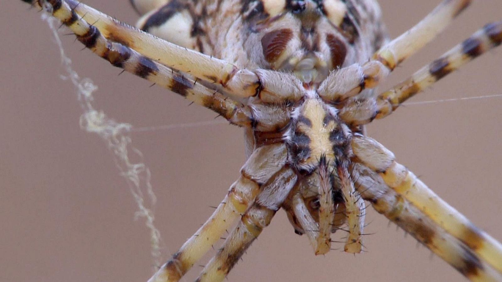 ¡Qué animal! - Los secretos de las telarañas