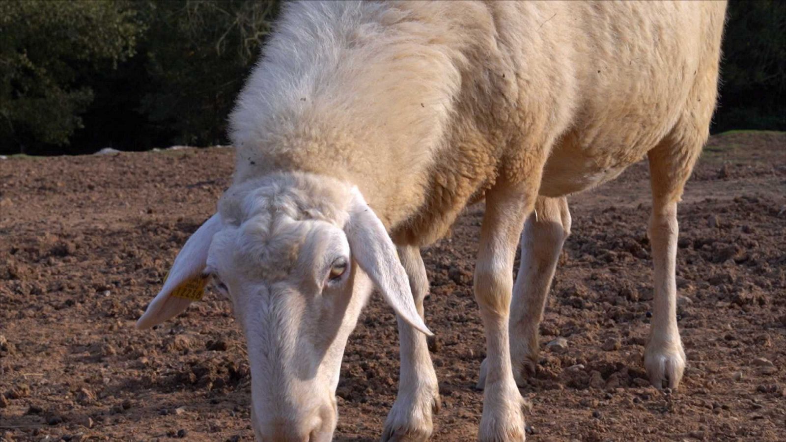 ¡Qué animal! - ¿Se encoge la lana de las ovejas cuando llueve? - RTVE.es