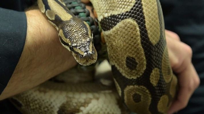 ¡Qué animal! - ¿Serpientes con patas?