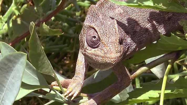 ¿Dos grandes cazadores? Camaleones y flamencos