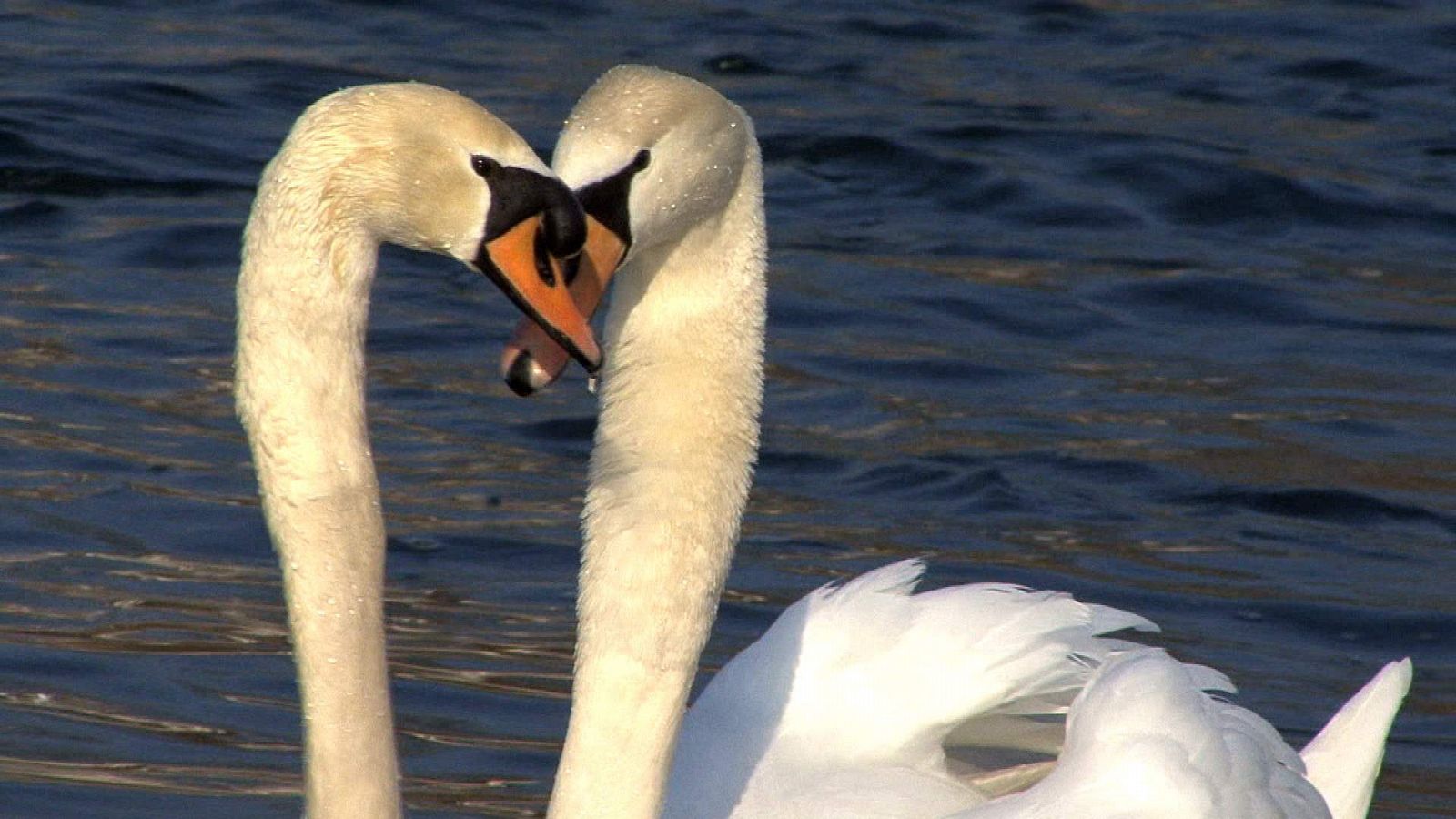 ¡Qué animal! - ¿Así que los cisnes también son infieles?