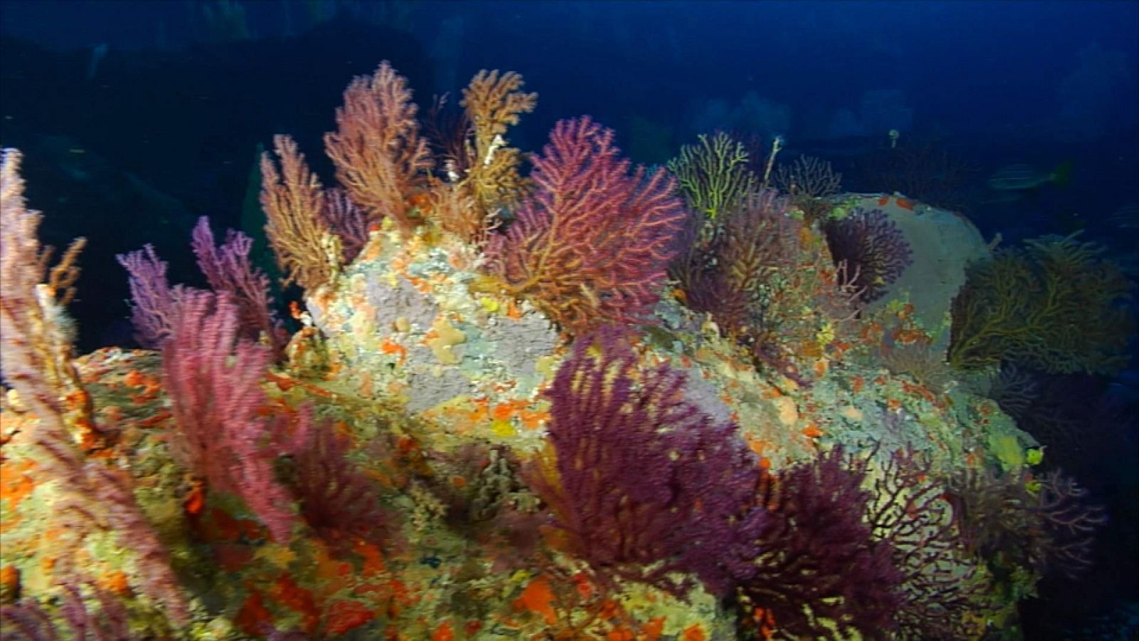 ¡Qué animal! - Corales resistentes