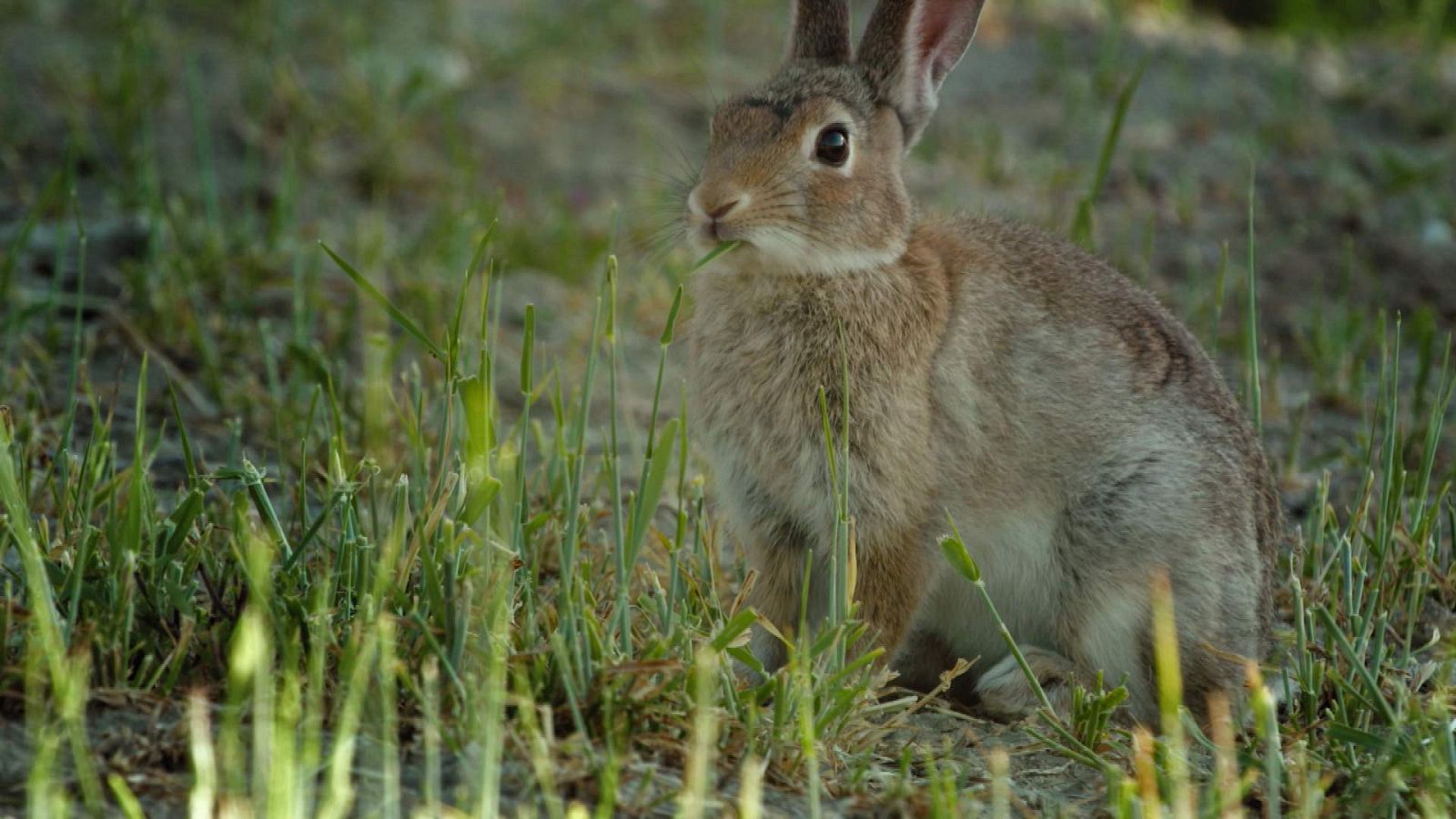 ¿Cuándo se empezaron a domesticar los conejos? - ¡Qué animal! - RTVE.es