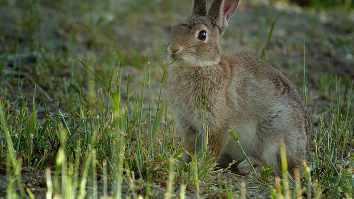 ¡Qué animal! - ¿Cuándo se empezaron a domesticar los conejos?