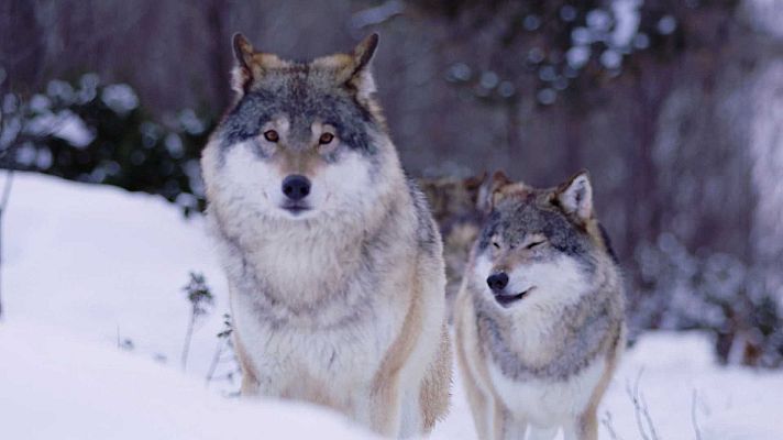 ¡Qué animal! - ¿Quién es el rey de la persecución?